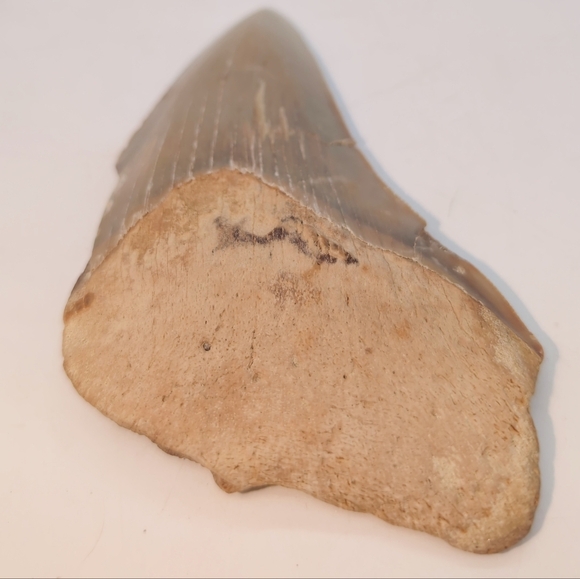 Real Otodus Megalodon Fossilized Shark Tooth 3.25 - Picture 3 of 11